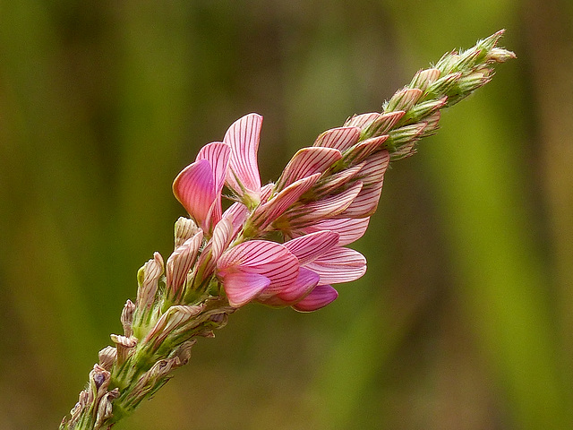 Sainfoin / Onobrychis viciifolia