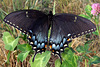 Eastern Tiger Swallowtail, Rare Black Form Female