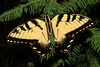 Eastern Tiger Swallowtail, Male