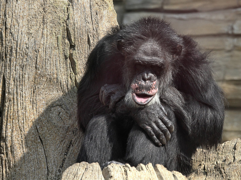 Schimpanse (Hannover)