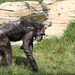 Schimpanse (Hannover)