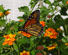 The second Monarch butterfly (Danaus plexippus)(f)