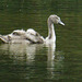 1012013. 09 July 2012... Mute Swan Cygnets on Cannop Pond