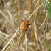 Bug - Carpocoris fuscispinus 07-08-2012 15-03-26