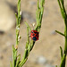 Scarlet Shieldbug (Eurydema dominulus) 01