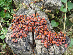 Shield Bugs (Hungary) 08-06-2011 08-39-02