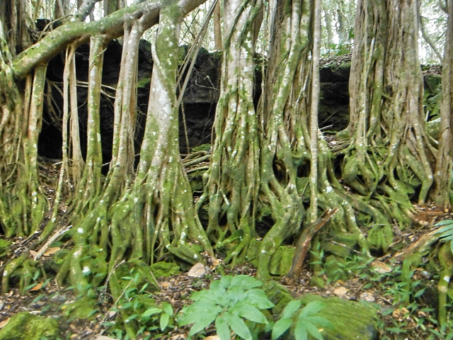 Banyan roots at lava tube entrance