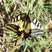 Swallowtail  (Papilio machaon)