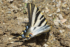 Spanish Swallowtail (Iphiclides podarilius feisthamelii)