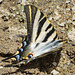 Spanish Swallowtail (Iphiclides podarilius feisthamelii)