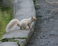 écureuil/squirrel