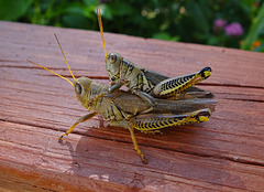 Grasshoppers ! Privacy PLEASE !!!