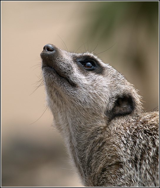 Meerkat Portrait Meerkat Portrait