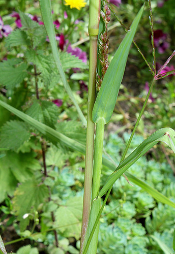 Echinochloa (3) Echinochloa (3)