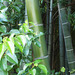 Bamboo green_2