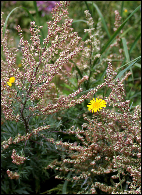 Artemisia vulgaris -Armoise (3)