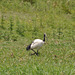 Afrika blanka ibiso