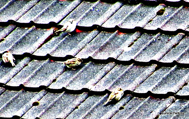 On a Neighbour's Roof. On a Neighbour's Roof.