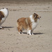 Two lovely Sheltland sheepdogs looking all nice and tidy - then they went into the sea..