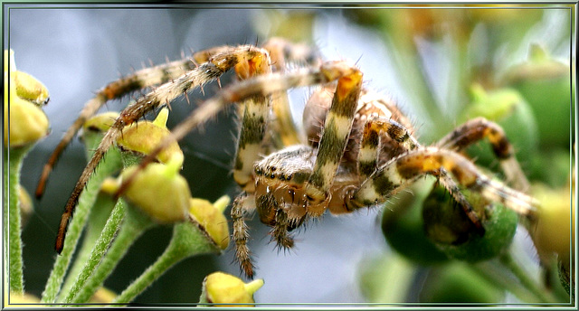 Kreuzspinne. ©UdoSm Kreuzspinne. ©UdoSm