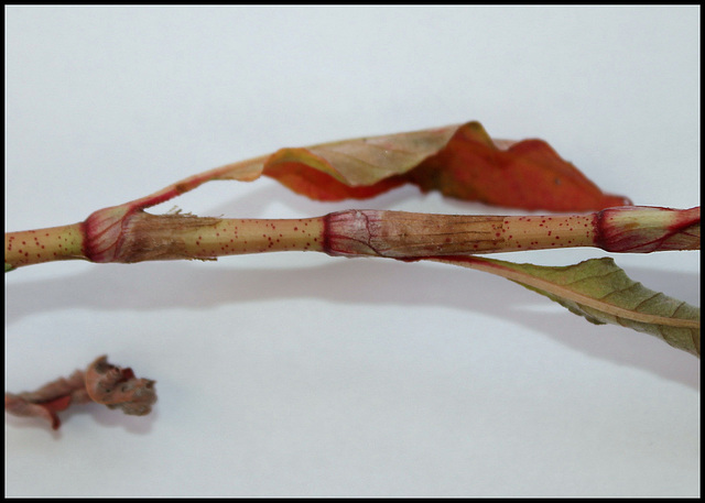 Polygonum persicaria - Persicaria maculosa (2)
