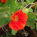 The nasturtiums are still going strong