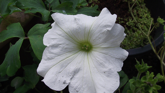 White petunia flowering again