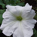 White petunia flowering again