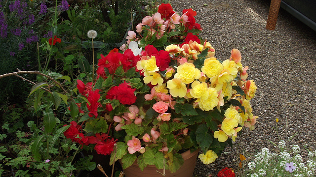 The pots are still full of colour