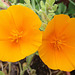 California poppies are flowering too