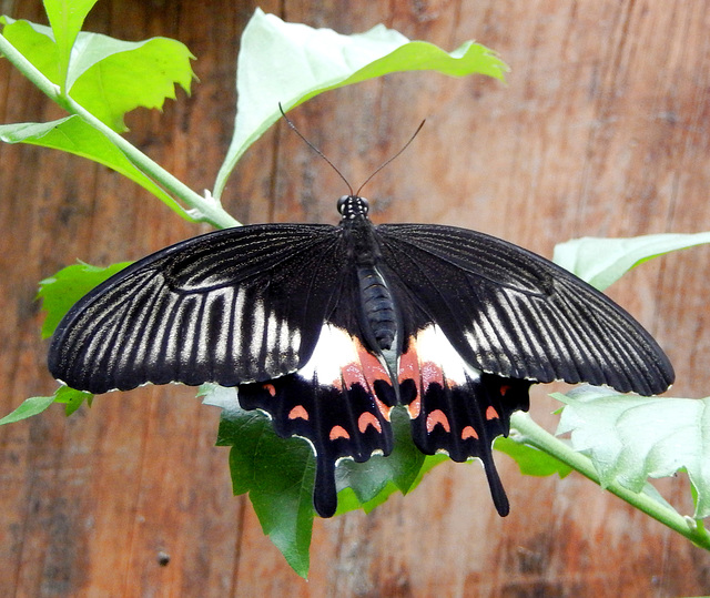 Großer Mormon (Papilio memnon)  ©UdoSm