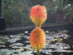 Red hot pokers, 2 by 2