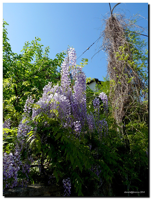 Old and new wisteria