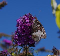 papillon sur un buddleia