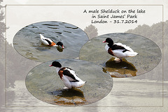 Shelduck - St James' Park - London - 31.7.2014
