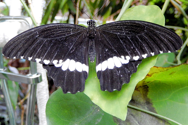 Kleiner Mormon (Papilio polytes) ©UdoSm