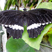 Kleiner Mormon (Papilio polytes) ©UdoSm