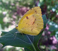Little Yellow (Pyrisitia lisa)(m) butterfly