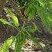 Oak-leaved Papaya