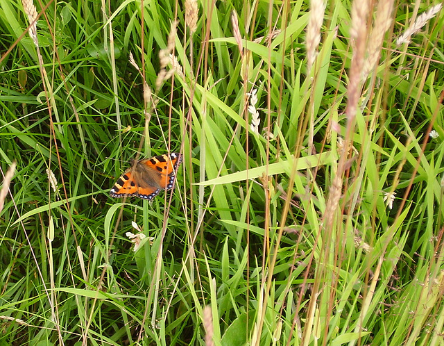 oaw - tortishell on grass