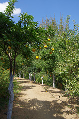 citrus avenue