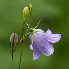 Harebell and tiny visitors