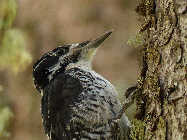 Three-toed Woodpecker