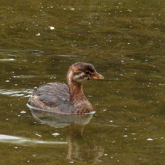 Juvenile Pied-billed Grebe