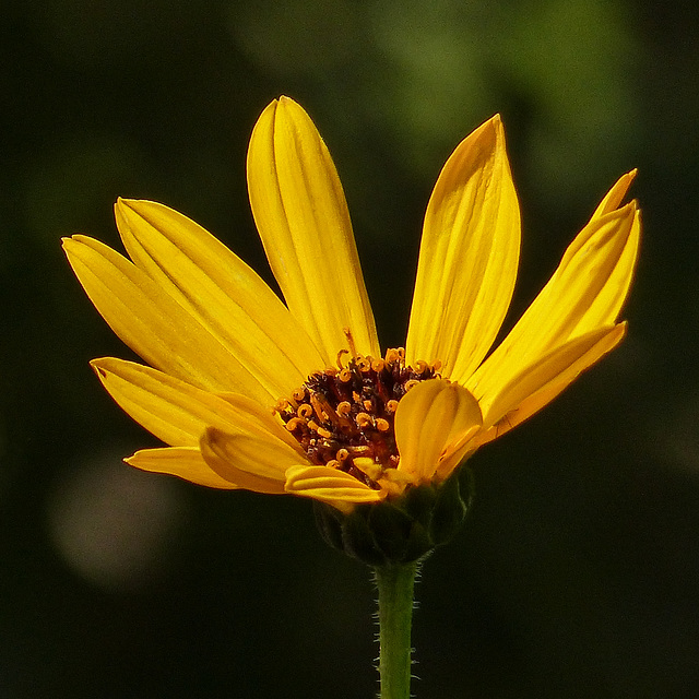 Jerusalem Artichoke