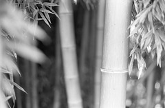Bamboo_7