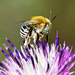 Bee 01 ( Anthophora poss)