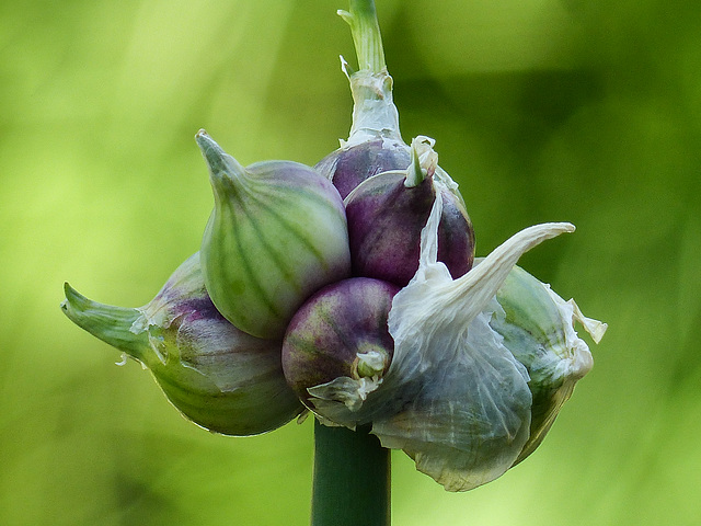 Garlic