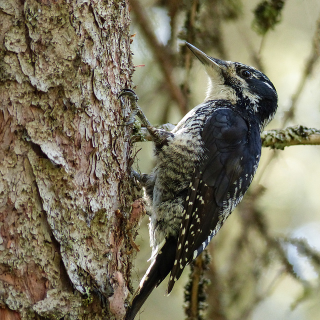 Three-toed Woodpecker