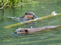 Young Beavers at play